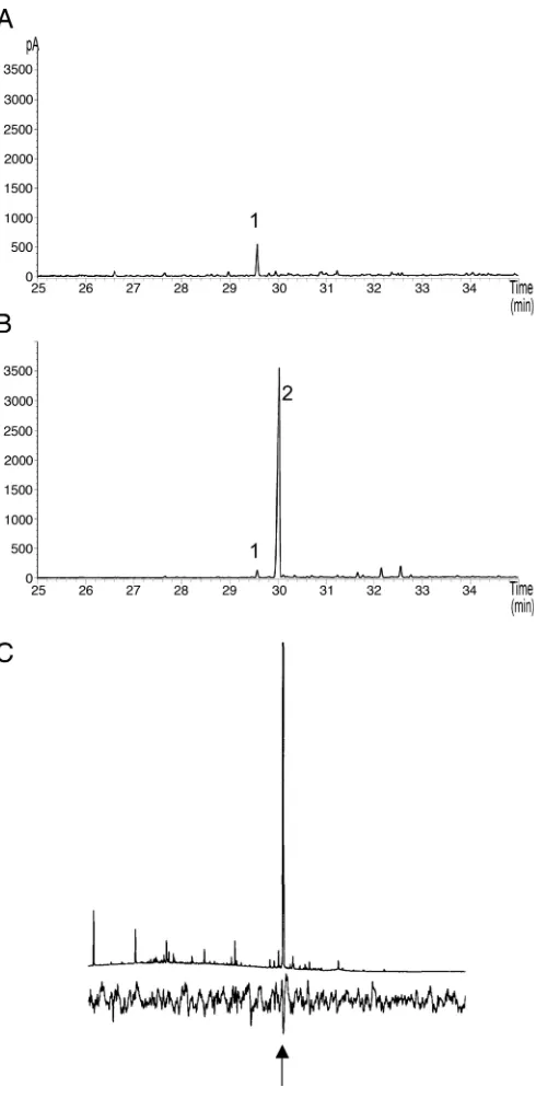 Fig. 2.Alarm response of colonies ofof vapor from the headspace above individual plants of transgenic andwild-type M