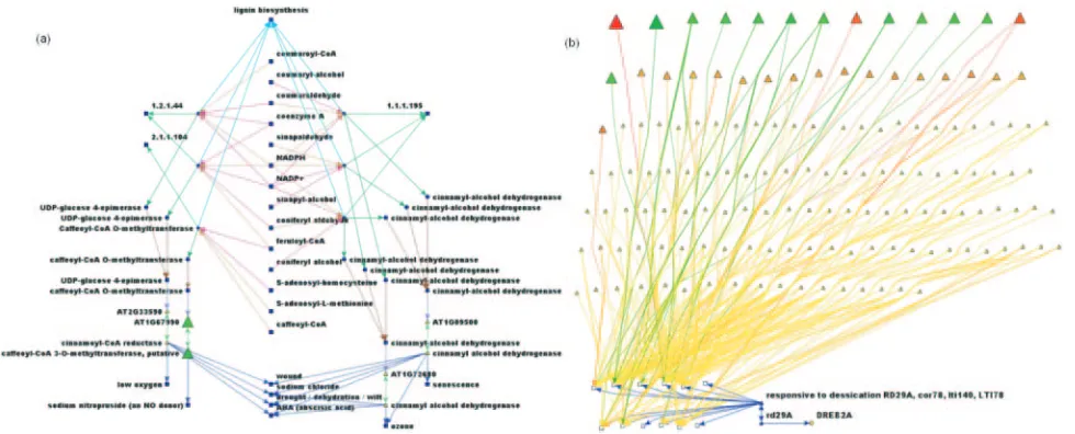 Fig. 4.) The lignin pathway displayed in the graph analysis component showing only elements where the genes are up- or down-regulated