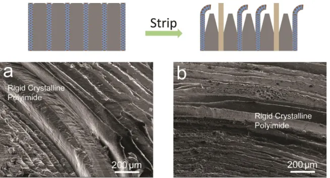 Fig. S8. Li stripping study of composite Li electrode with rigid PI support. (a) before  and (b) after electrochemical Li stripping for a total of 5 mAh/cm 2  under 3 mA/cm 2 