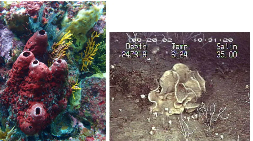 Figure 1.3: Lithistida order sponge examples Theonella swinhoei10 and 