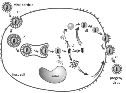 Figure 1.1 Characteristic life-cycle of a eukaryotic cell infecting virus  (a) Adsorption or docking with host cell surface receptor protein, (b) Entry into cell cytoplasm, (c)biosynthesis of viral components (proteins & nucleic acid), (d) assembly into ne