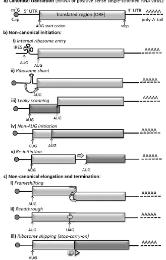 Figure 1.2 Non-canonical mRNA processing by positive sense RNA viruses a) Canonical protein translation, (included for comparison)