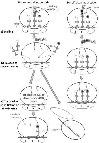 Figure 1.5  Ribosome stalling & 2A skipping peptides contrasted a) Most stalling peptides require co-effectors (Table 1.1), 2A stalls autonomously