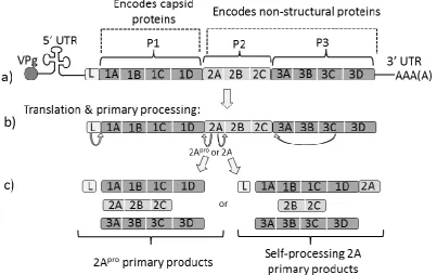 Figure 1.7 Picornavirus genome organisation, translation & primary polypeptide processing