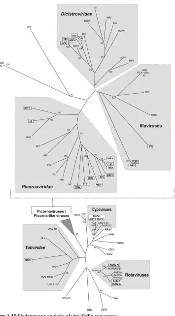 Figure 1.10 Phylogenetic analysis of viral RdRp sequences  Virus groups are indicated by grey shading, viruses with functionally active ribosome skipping 2As are indicated in white boxes (from Luke et al., 2008)