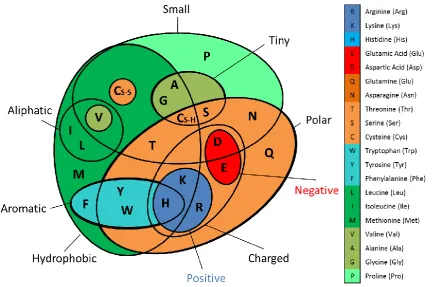 Figure 2.1 Amino acid properties Schematic illustration of amino acid properties. This colour scheme was used in the cone graphs of 2A consensus sequences in Chapter 8