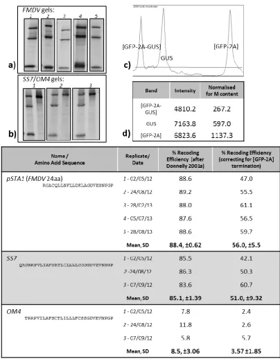 Figure 2.2  Calculation of recoding activity analyses   a) Lanes from five replicate TnTs analyses resolved by SDS-PAGE gel electrophoresis showing pSTA1 (FMDV 2A see Figure 1.11) and b) three replicates of SS7 and OM4 (left to right) cloned in pSTA1