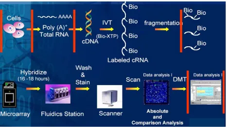 Figure 6, Affymetric microarray study process (coming from [4]). 