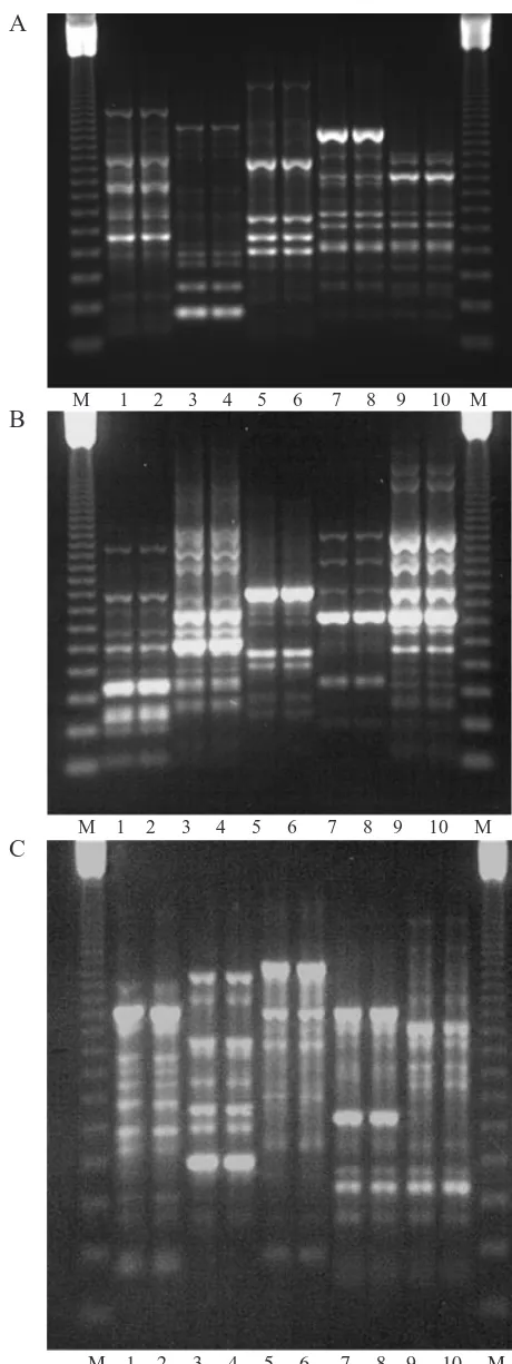 Figure 3. Electrophoretic banding patterns produced byprimers OPG19 (A), OPF4 (B) and OPM15 (C)