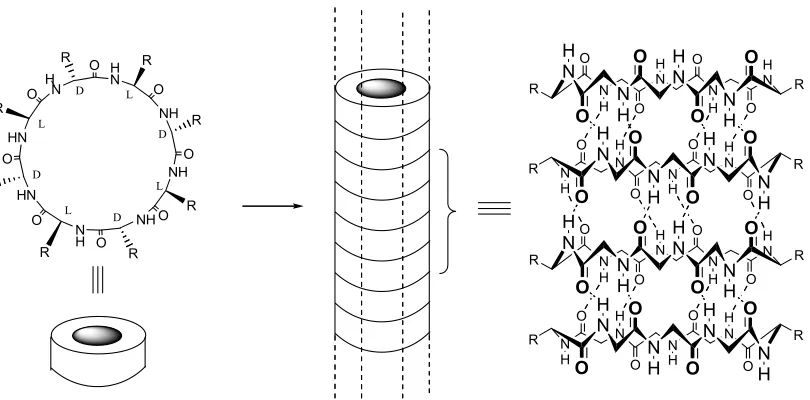 Figure 1.4. Schematic diagram of peptide nanotube formation from cyclic  