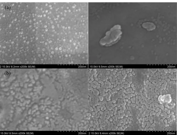 Figure 4. SEM images of depolymerised α-Chitosan (30 kGy) at (a) 1.0 mg/ml (b) 0.5 mg/ml concentration