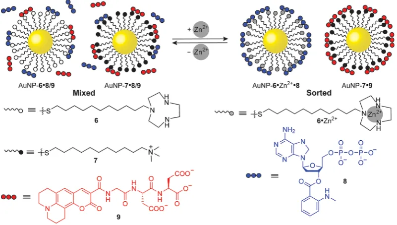 Figure 5. Switchable noncovalent self-sorting on NP-bound monolayers. Anionic guests 8 and 9 bind nonselectively to AuNP-6 and AuNP-7, producinga mixed guest-monolayer state