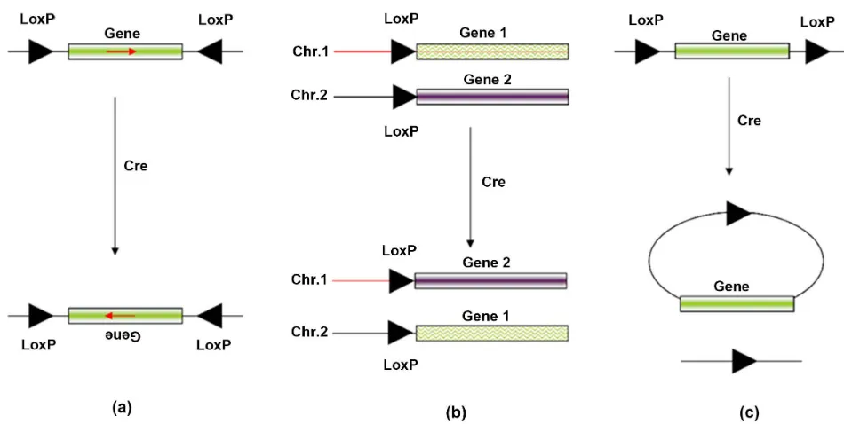 Figure 1. Cre/LoxP-mediated site-specific recombination. (a) Cre/LoxP-mediated inversion event can occur when two LoxP sites are located on the same chromosome with opposite orientation