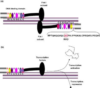 Figure 3. Transcription activator-like effector (TALE)-mediated regulation of gene ex-regulate gene expression transcriptionally