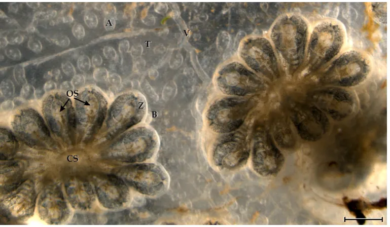 Figure 1. Colony of the ascidian hemocytes in the tunic vasculature. A: ampulla (blind, contractile ending of the tunic circulation); B: bud; CS: cloacal siphon of the system; OS: oral siphon of the zooids; T: tunic; V: tunic vessel; Z: zooid