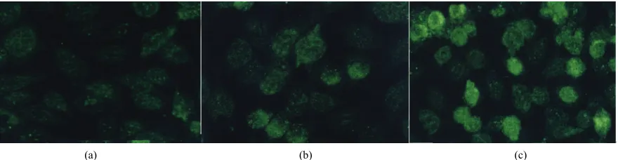 Figure 4. Immunolocalization of KGF in S-D AECII cells. Positively stained cells appear brown color