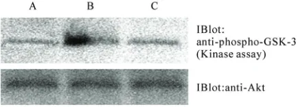 Figure 6. Cell count of AECII cells transfected by eukaryotic expression vector pEGFP-C2-hKGF in different time (× 106)