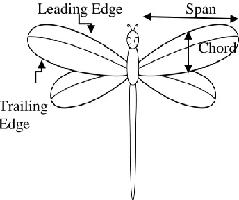Figure 1.3. Flapping cycle of insects [3] 