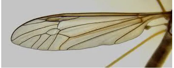 Table 2.1. Morphological and kinematic parameters for the crane fly [23, 24]  