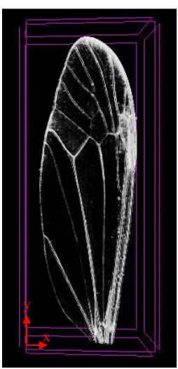 Figure 2.5. Reconstructed model of the crane fly forewing from the micro-CT scan at two different attenuation levels 