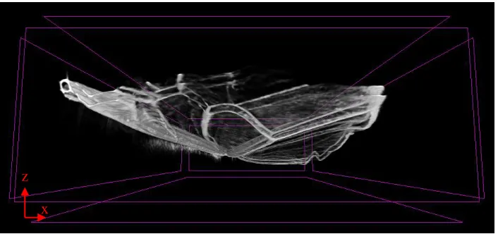 Figure 2.6. 2-D cross-sectional image for the identification of the veins 