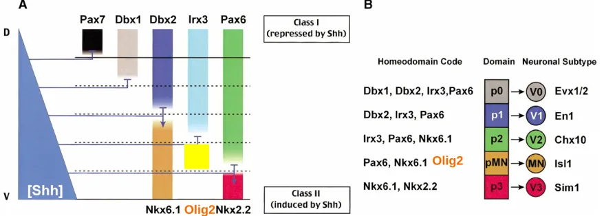 Figure 1 – Neural Patterning in the Ventral Spinal Cord 