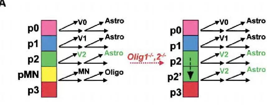 Figure 2:  Cell Fate Transformation in the Olig1,2 -/-  mutant 