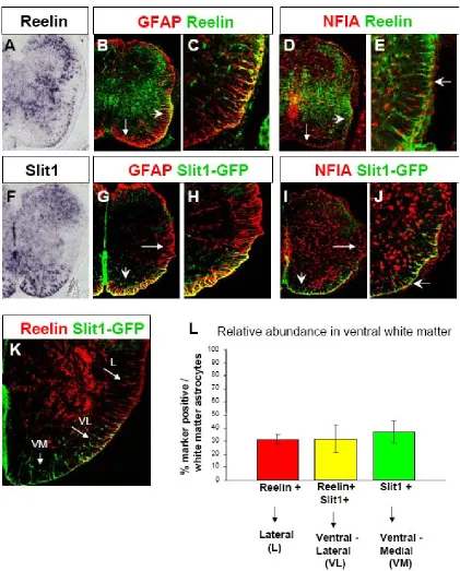 Figure 1.  Reelin and Slit1 mark subsets of astrocytes 
