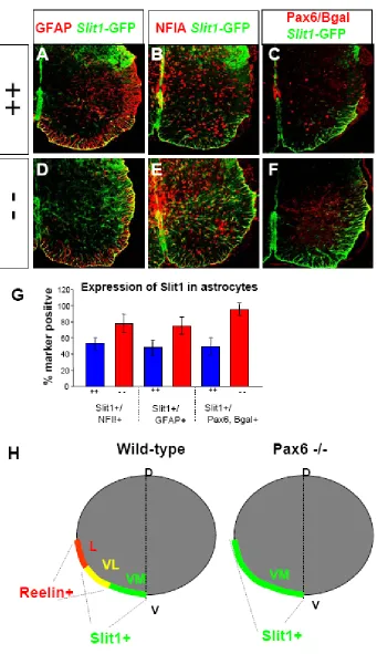 Figure 4.  Astrocyte subtype conversion in Pax6 -/- mice 
