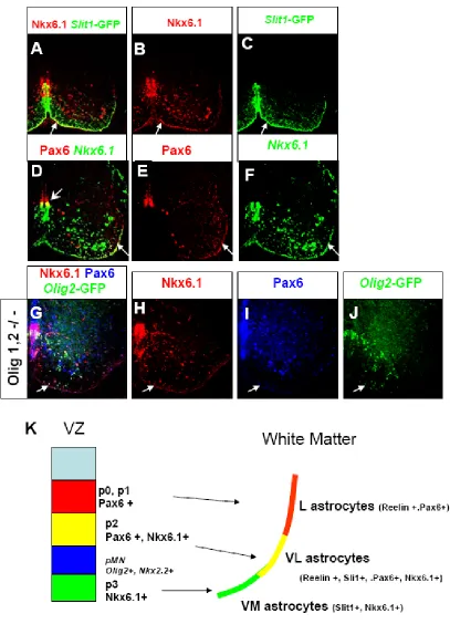 Figure 6.  Model of ventral astrocyte specification 