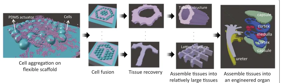 Figure 1 Conceptual framework of engineered organ fabrication. The device with a flexible scaffold is used to prepare many small buildingunits which have different structures