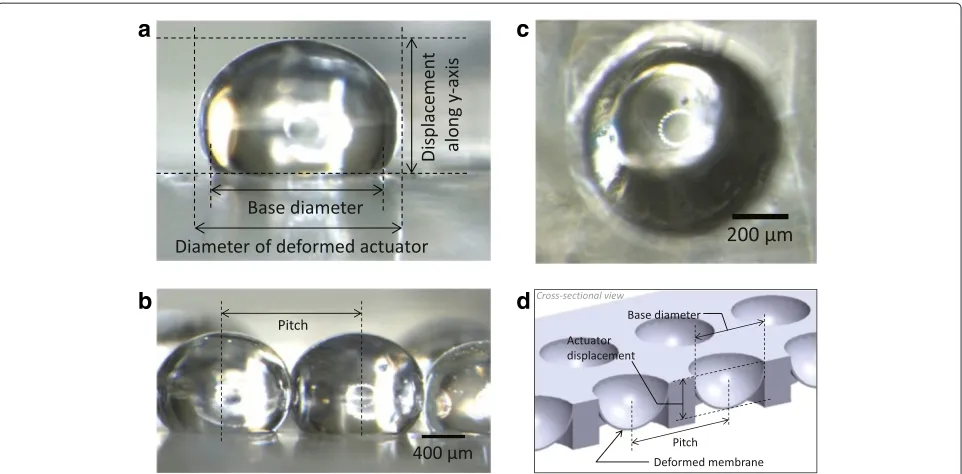 Figure 2 Microscopic images showing the formation of a partial spherical actuator (a), surface contact between adjacent deformedactuators (b), and top view of a cup shaped actuator (c)