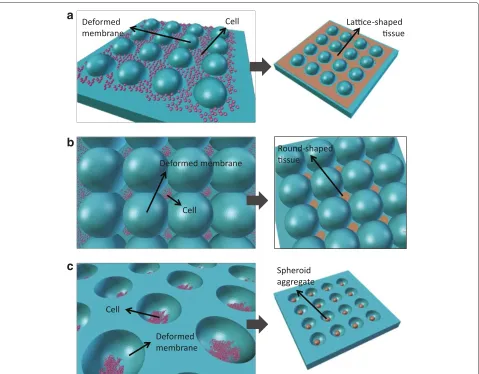 Figure 5 Conceptual fabrication of cell sheet with a pattern of hole array (a), round flat cell sheet (b), and multiple spherical aggregates(c) provided by a flexible scaffold.