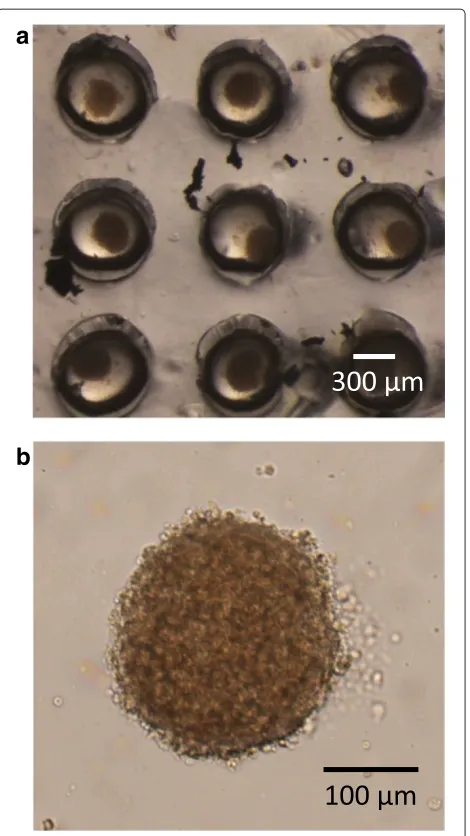 Figure 9 Microscopic images showing a scaffold with multipleenclosed boundaries (a), and the formation of round flat cellsheets on the scaffold (b).