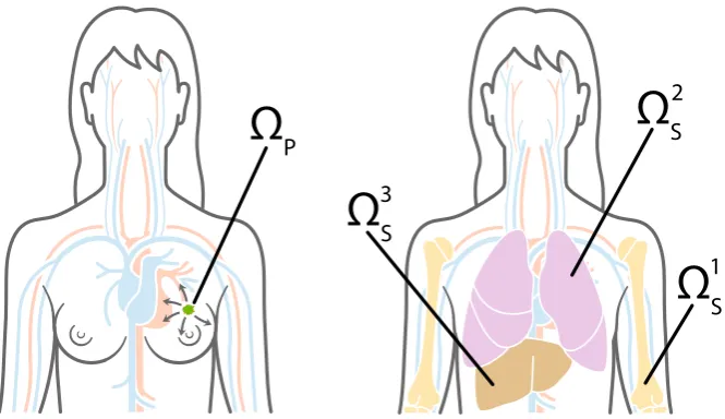 Fig. 6 Primary and metastatic sites. To give an example of how the general modelling framework can beapplied to a speciﬁc clinical setting, in our simulations we chose the primary site ΩP, which is shown onthe left, to represent the breast, and potential s