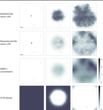 Fig. 8 Simulation results on the primary grid. Primary tumour dynamics at times 0, 24ECM density (bottom row) between 0 and 1