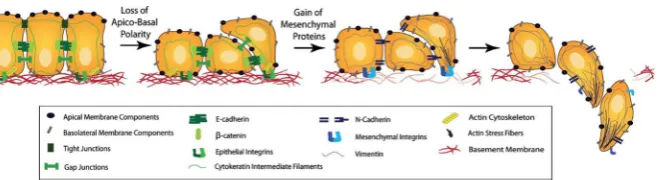 Fig. 2 Schematic representation of the EMT. As an outcome of EMT, the cell–cell adhesion betweenformerly epithelial-like cancer cells is reduced, while the cancer cells express more cell–matrix adhesionenhancing molecules such as cadherin