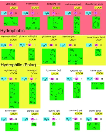 Figure 1.2: Structural formulas for the twenty natural amino acids.