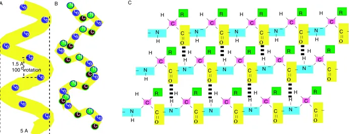 Table 1.1: The primary structure of the sequence of yeast hexokinase from the yeast speciesSaccharomyces cerevisiae (http://www.pdb.bnl.gov/pdb-bin/pdbmain)