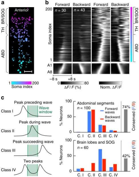 Figure 5 | Large-scale proﬁling of single-neuron activity traces duringbefore wave propagation (deﬁned as the time interval marked by peakactivity in abdominal segments A1 and A8, class 1), peak activity occurringduring wave propagation (class 2), peak act