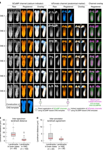 Figure 6 | Spatial registration of nervous systems.) All CNS explants used for functional imaging expressed GCaMP panneuronally (57C10-annotators independently determined the 3D positions and relative distances of several CNS landmarks (including landmark 
