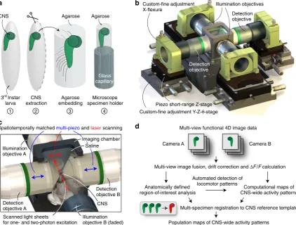 Figure 1 | Light-sheet microscopy and computational tools for whole-CNS functional imaging