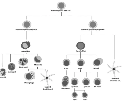 Figure 1.5. Immune cell lineage.  