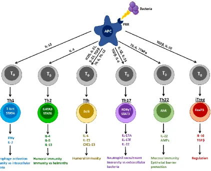 Figure 1.7. CD4+ T cell differentiation depends on the cytokine environment (Signal 3) Following antigen presentation by the antigen-presenting cell, naive CD4+ T cell precursor cells can differentiate into different effector T cells: T helper (Th) 1, Th2,