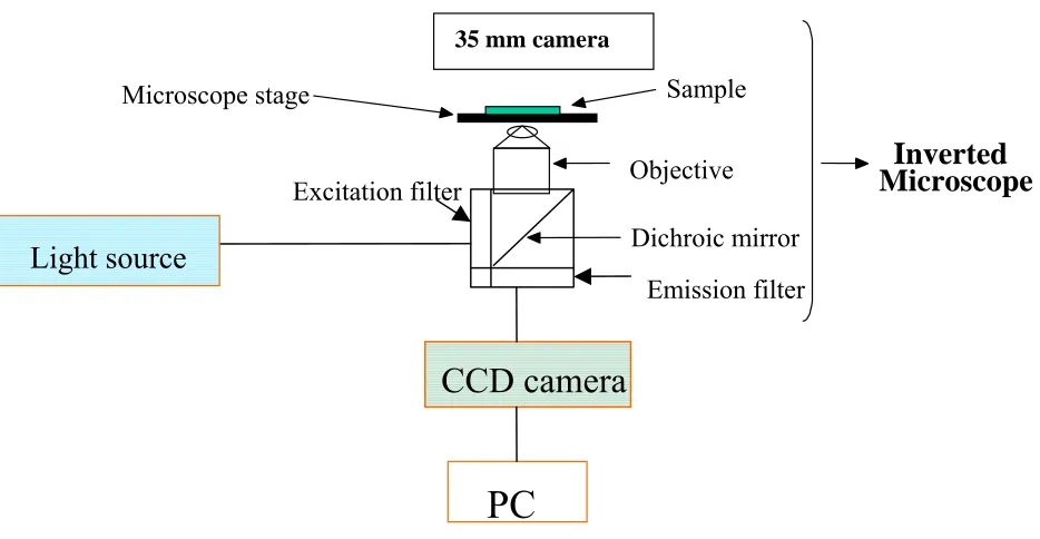 Figure 2.1 Digital Fluorescence Imaging Microscopy System 