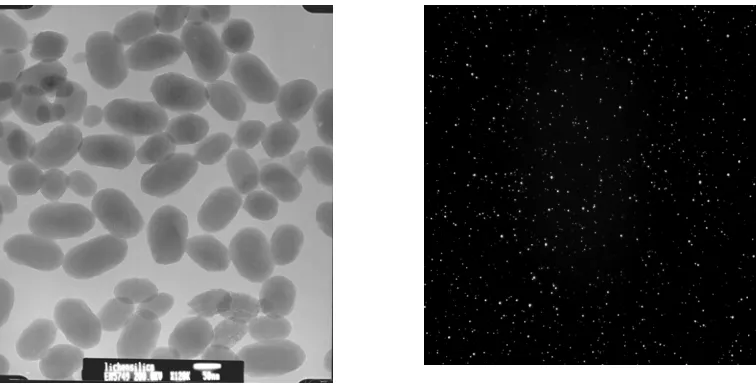 Fig. 4.2  (A) TEM (B) Fluorescence images of TMR-DEX loaded silica nanoparticles. The average size of the nanoparticles was around 90 nm