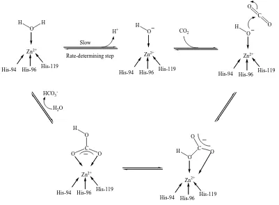 Figure 1.3   The mechanism of hydration of CO2 by CAII 