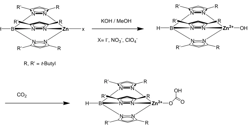 Figure 1.6   Reaction between the zinc hydroxide complex of 5 (R, R’ = t-Butyl) with CO2