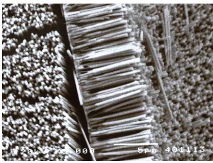 Figure 2.6 Gold nanowires array on the substrate after the membrane is removed by NaOH 