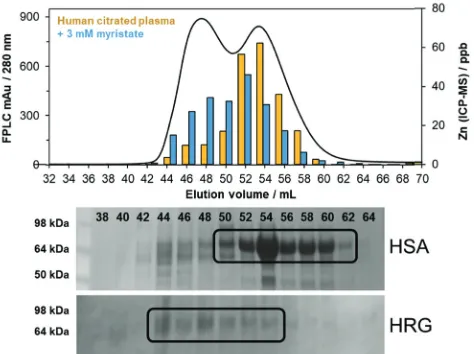 Fig. 4Human serum albumin (HSA, 66 kDa) identified in fractions 49–61 mLby SDS-PAGE (Coomassie staining), and histidine-rich glycoprotein (HRG,72 kDa) in fractions 43–53 mL, identified by western blotting and immuno-detection using specific HRG antibodies